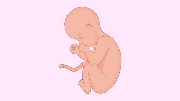 وزن نوزاد در ماه هشتم بارداری