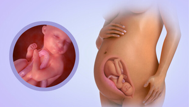 رشد کودک در ماه ششم بارداری